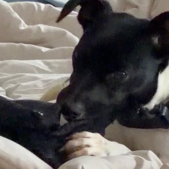 Amazing Dogs Rescue - Pet Adoption Near Me - San Diego, California Amazing Dogs Rescue - Pet Adoption Near Me - San Diego, California