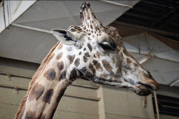 Caldwell Zoo by null