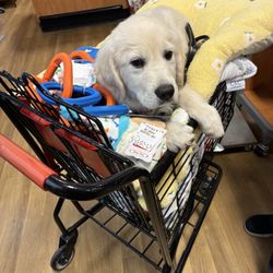 TJ Maxx