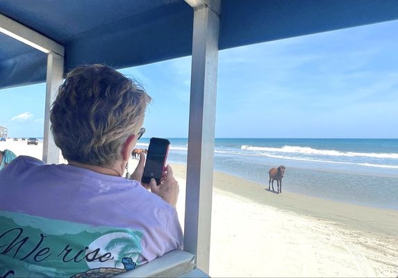 Corolla Wild Horse Tours by null