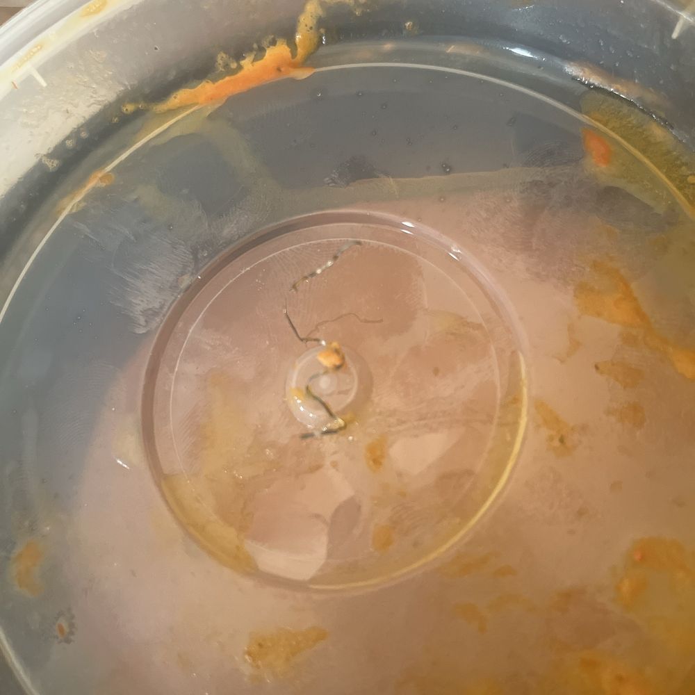 Wire from what? Who knows!! In my butter chicken! Wire from what? Who knows!! In my butter chicken!