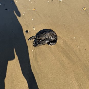Hermosa Beach - Hermosa Beach bird carcass #4 of 6 - Beaches Near Me - Hermosa Beach, California