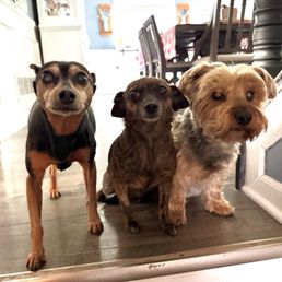 My 3 pups.