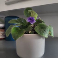 Plant Terra