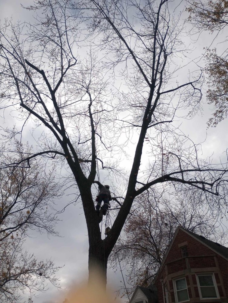 Banks Tree Service - tree service in Wyandotte, MI
