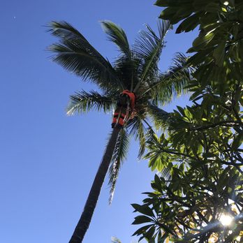 Hawaii Tree Fellers - Hawaii Tree Fellers trimming coconut trees - Tree Services Near Me Hawaii Tree Fellers - Hawaii Tree Fellers trimming coconut trees - Tree Services Near Me