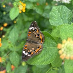 Dahlonega Butterfly Farm