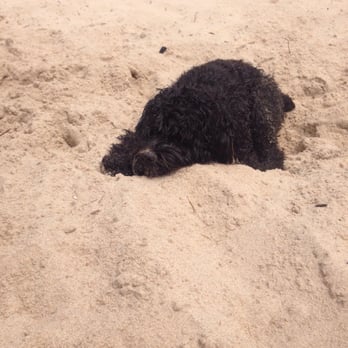 Kirk Park - All the sand to dig in! - Beaches Near Me - West Olive, Michigan