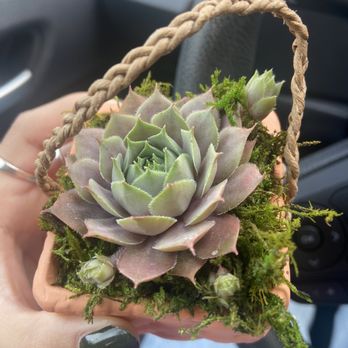 Secret Garden Designs - Nurseries & Gardening Near Me - Brentwood, California