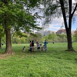 Rose Park - Busy dog walking day!