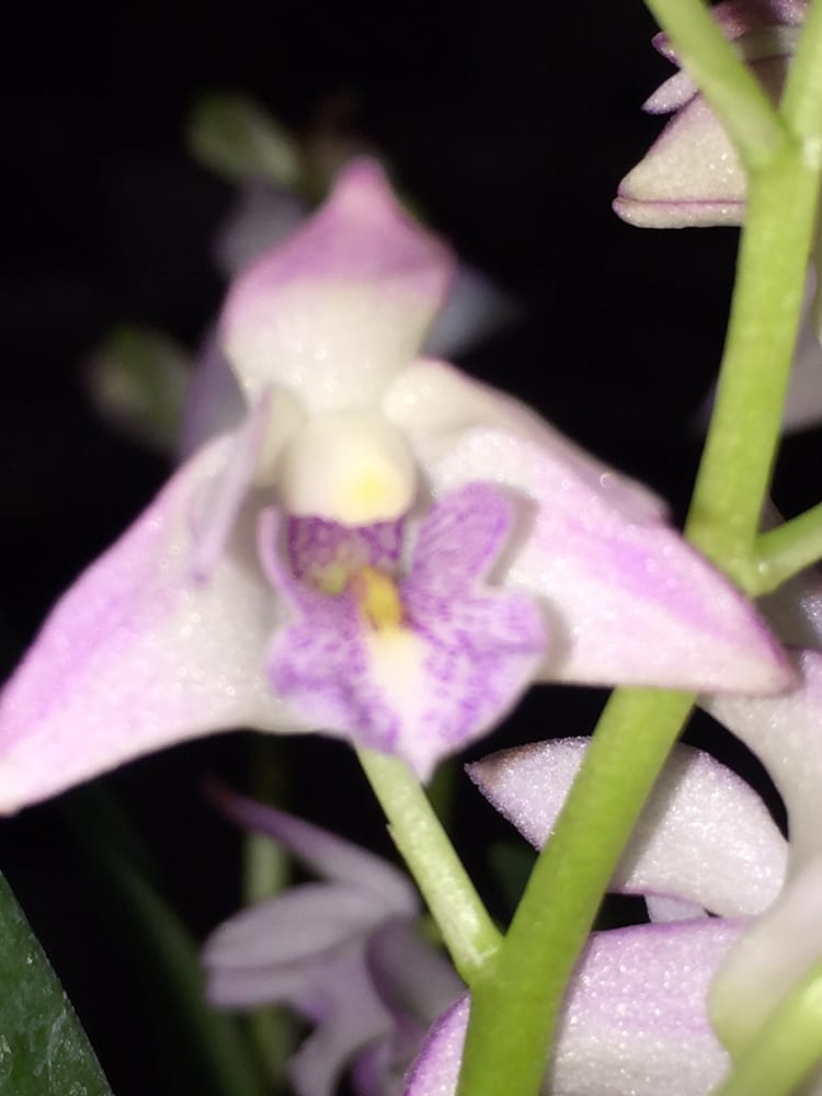 LAUREL ORCHIDS Updated September 2024 10 Reviews 17711 130th Ave