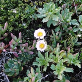 Bean Hollow State Beach - Plant life, Bean Hollow SB - Beaches Near Me - Pescadero, California Bean Hollow State Beach - Plant life, Bean Hollow SB - Beaches Near Me - Pescadero, California