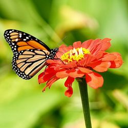 Peace River Botanical and Sculpture Garden - Monarch butterfly on zinnia