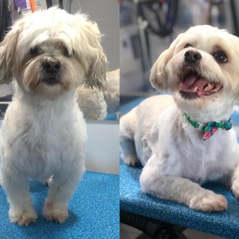 Furry Land - Lubbock - Pet Groomers Near Me