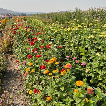 The Farm - a field full of colorful flowers - Fruits & Veggies Near Me - Salinas, California