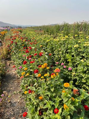 The Farm in Salinas by null