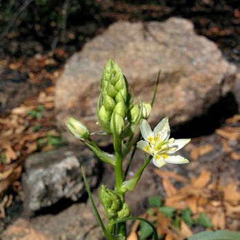 Skyline Wilderness Park - Toxicoscordion blooming post fire. - Parks Near Me - Napa, California