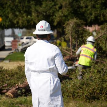 AB Tree Doctor - Tree Risk Assessment Available - Tree Services Near Me - Bakersfield, California AB Tree Doctor - Tree Risk Assessment Available - Tree Services Near Me - Bakersfield, California