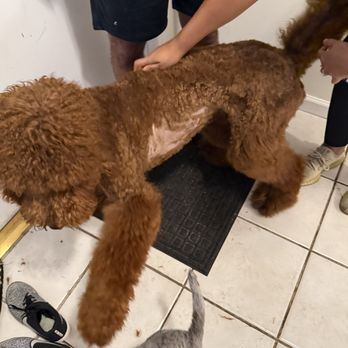 Purrfect Grooming - Pet Groomers Near Me - Doral, Florida Purrfect Grooming - Pet Groomers Near Me - Doral, Florida