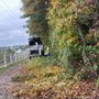 ABB Tree Services