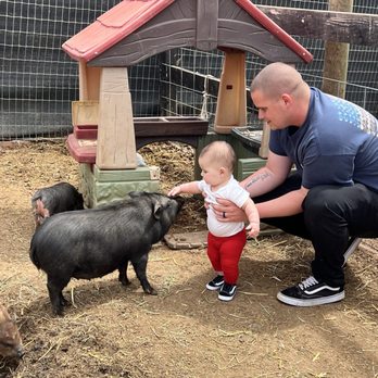 Bates Nut Farm - My granddaughter loving the pigs at the farm - Specialty Food Near Me - Valley Center, California