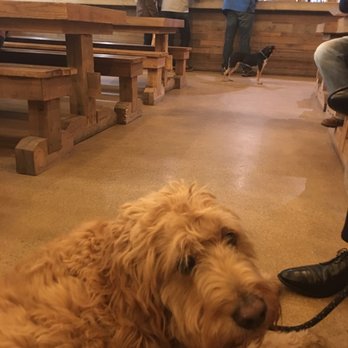 Commonwealth Brewing - Dogs can hang out too!! - Breweries Near Me - Virginia Beach, Virginia