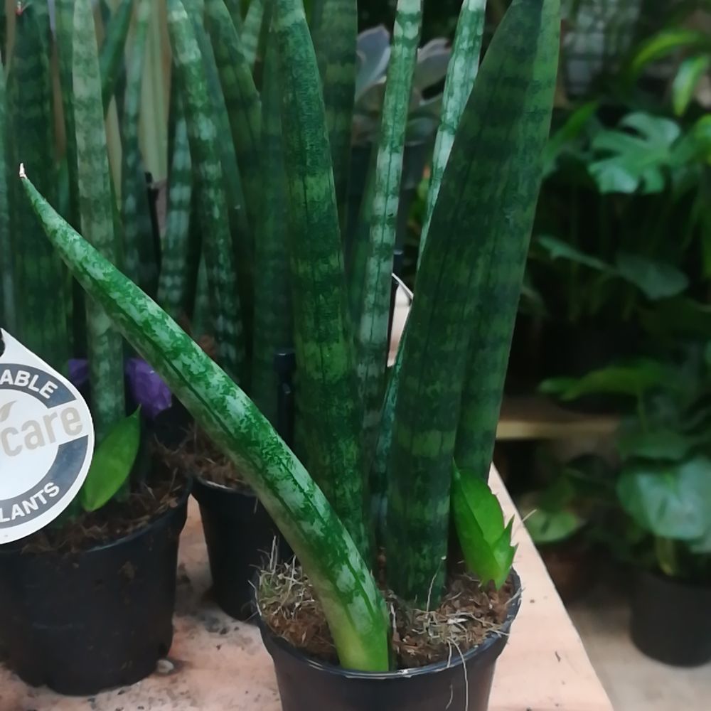 Dahing Plants - Florists Near Me - New York, New York