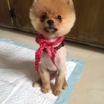 Orange Grooming - Looking fabulous thanks to orange grooming!! - Pet Groomers Near Me - Miami, Florida Orange Grooming - Looking fabulous thanks to orange grooming!! - Pet Groomers Near Me - Miami, Florida