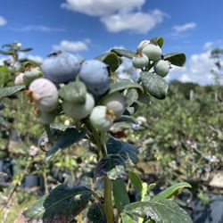 Blueberry Bunch Farm - Berries