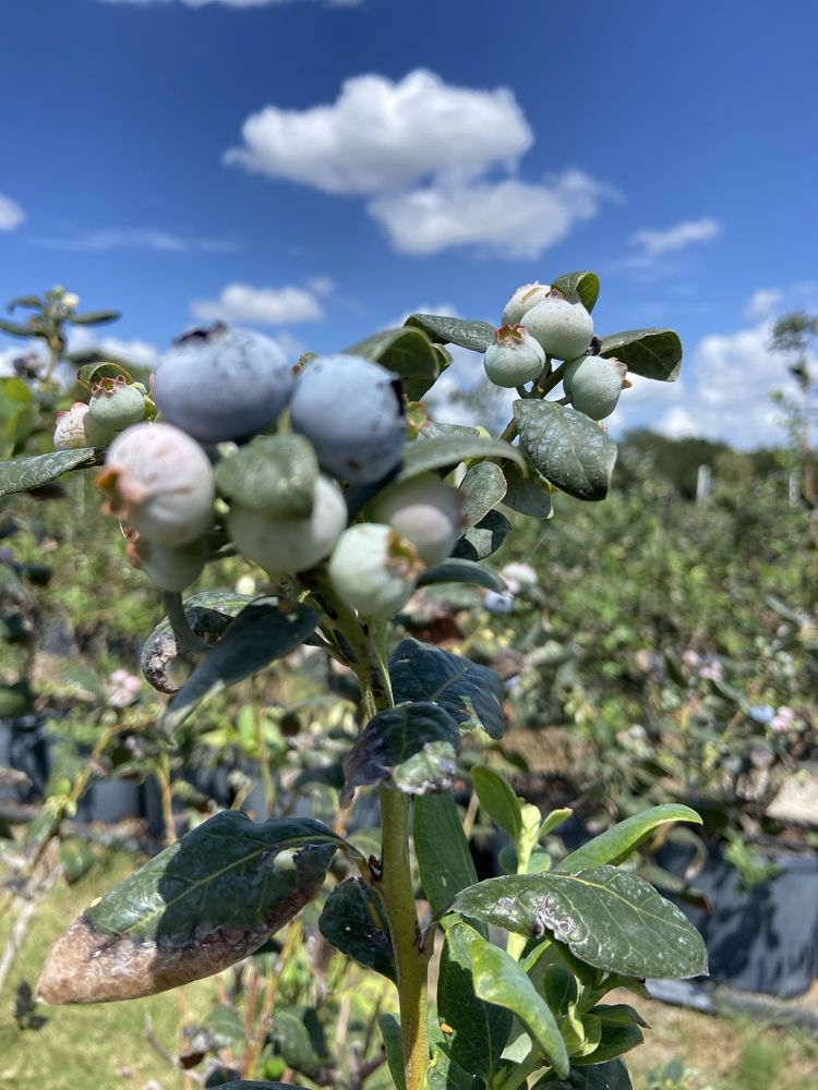 Blueberry Bunch Farm Logo