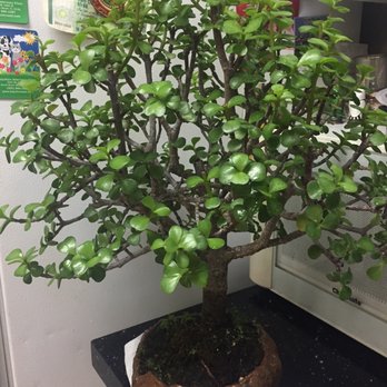 Miami Tropical Bonsai - And my beautiful jade after 6 months - Nurseries & Gardening Near Me - Miami, Florida Miami Tropical Bonsai - And my beautiful jade after 6 months - Nurseries & Gardening Near Me - Miami, Florida