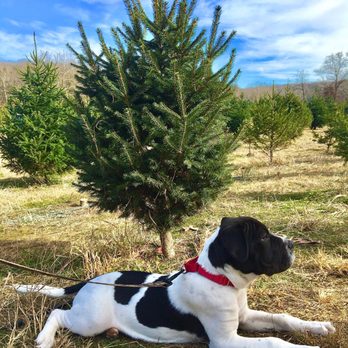 Meert Tree Farm - Christmas Trees Near Me - Festus, Missouri