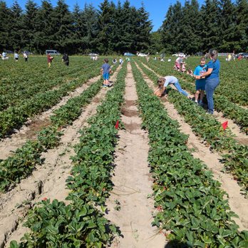 Duris Strawberry Farm - Strawberry Fields - Pick Your Own Farms Near Me - Kent, Washington