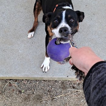 The k9 Approach - Pet Boarding Near Me - Aromas, California The k9 Approach - Pet Boarding Near Me - Aromas, California
