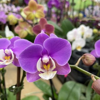 The Orchid Man - Florists Near Me - Los Angeles, California