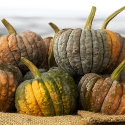 Beaverton Farmers Market - Pumpkins