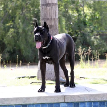 Matan Dog Training - Pet Training Near Me - Thousand Oaks, California