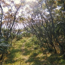 Faulker's Light Brigade - The woods on the north side of the island.