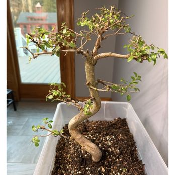 english ivy indoor house plant English Ivy 'Green California'