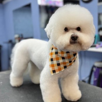 Onyva - Bichon Frise with rounded haircut and plaid bandana standing on grooming table. - Pet Groomers Near Me - Tampa, Florida Onyva - Bichon Frise with rounded haircut and plaid bandana standing on grooming table. - Pet Groomers Near Me - Tampa, Florida