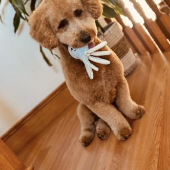Colonies Pet Grooming - Pet Groomers Near Me - Upland, California Colonies Pet Grooming - Pet Groomers Near Me - Upland, California
