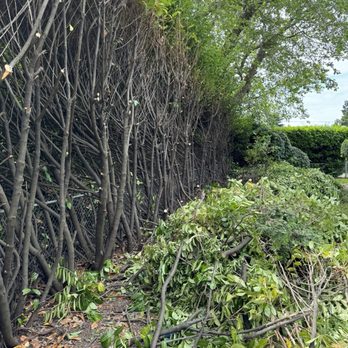 Western Hemlock Tree & Stump Service - Tree Services Near Me - Snohomish, Washington Western Hemlock Tree & Stump Service - Tree Services Near Me - Snohomish, Washington