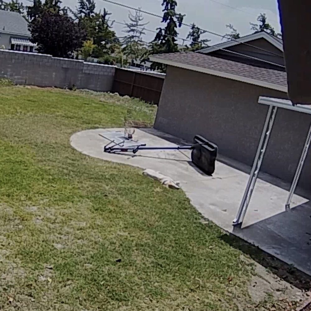 Green Ivy Maintenance - BEFORE back yard in need of work - Landscaping Near Me