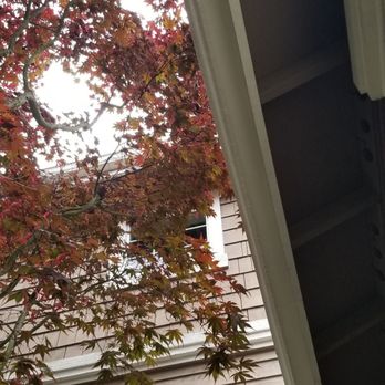 Ever-Green Tree Care - Trees still touching our roof - Tree Services Near Me - Sammamish, Washington Ever-Green Tree Care - Trees still touching our roof - Tree Services Near Me - Sammamish, Washington