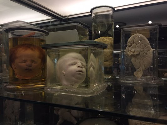 Museum Vrolik by null