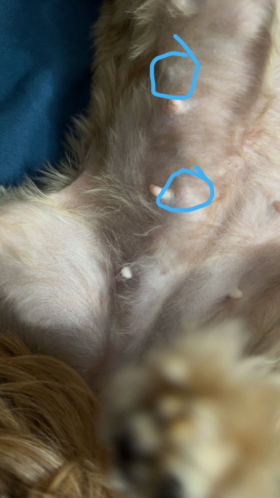 WISCONSIN VALLEY VETERINARY SERVICE Updated August 2024 1605 Bovine