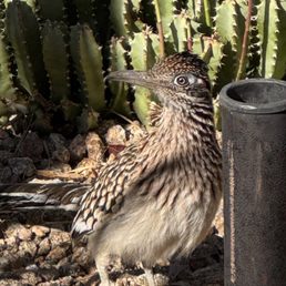 Road runner Road runner