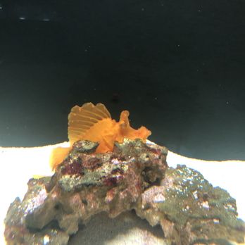 Jungle Aquatics - I see you - Local Fish Stores Near Me - Virginia Beach, Virginia Jungle Aquatics - I see you - Local Fish Stores Near Me - Virginia Beach, Virginia