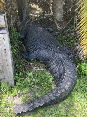 Swamp Water Cafe by null