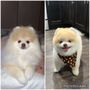 Photo of Furry Tails